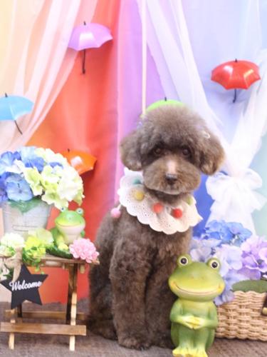 20230615きょうのちゃん